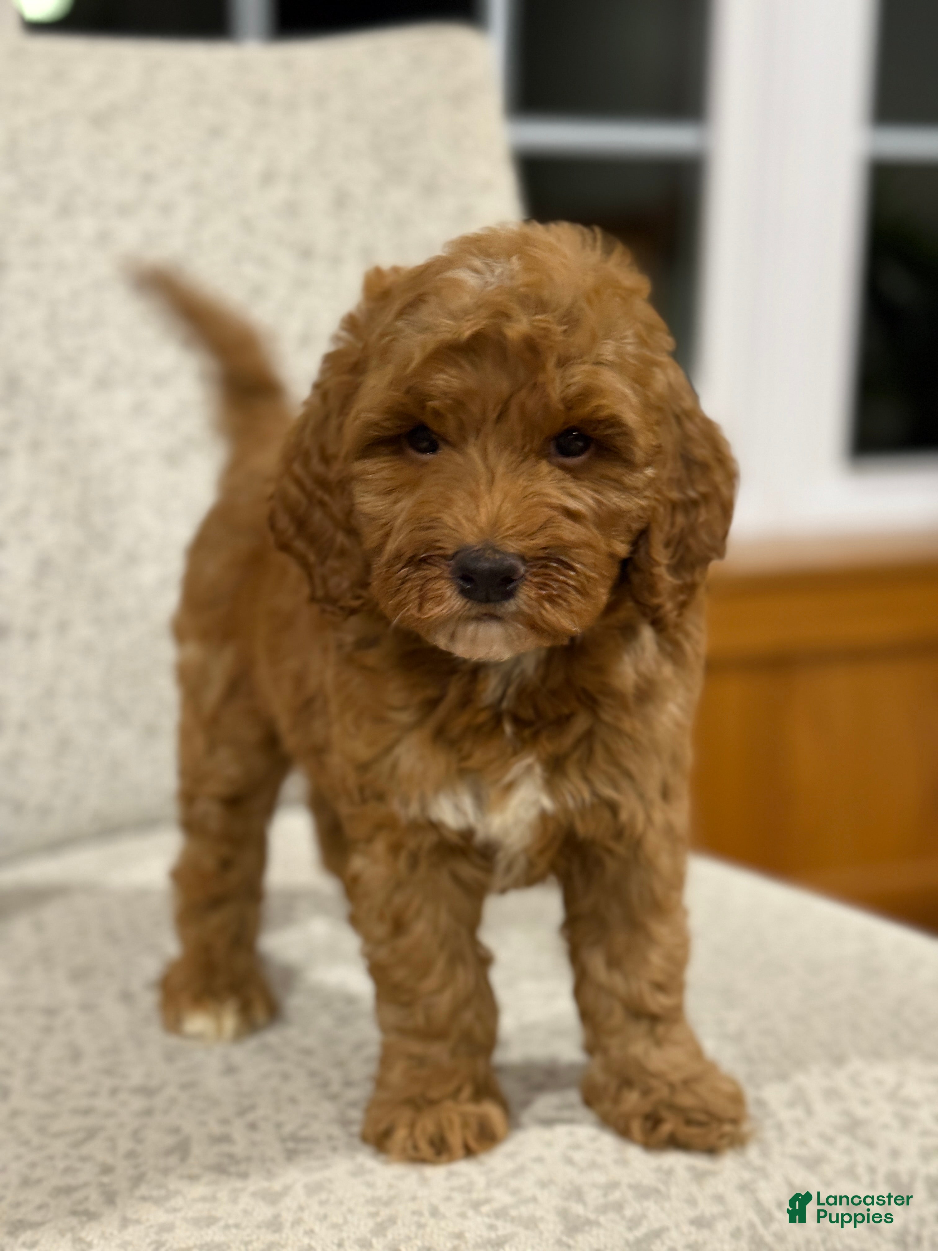Mini Goldendoodle dogs Cozy - Ad 1