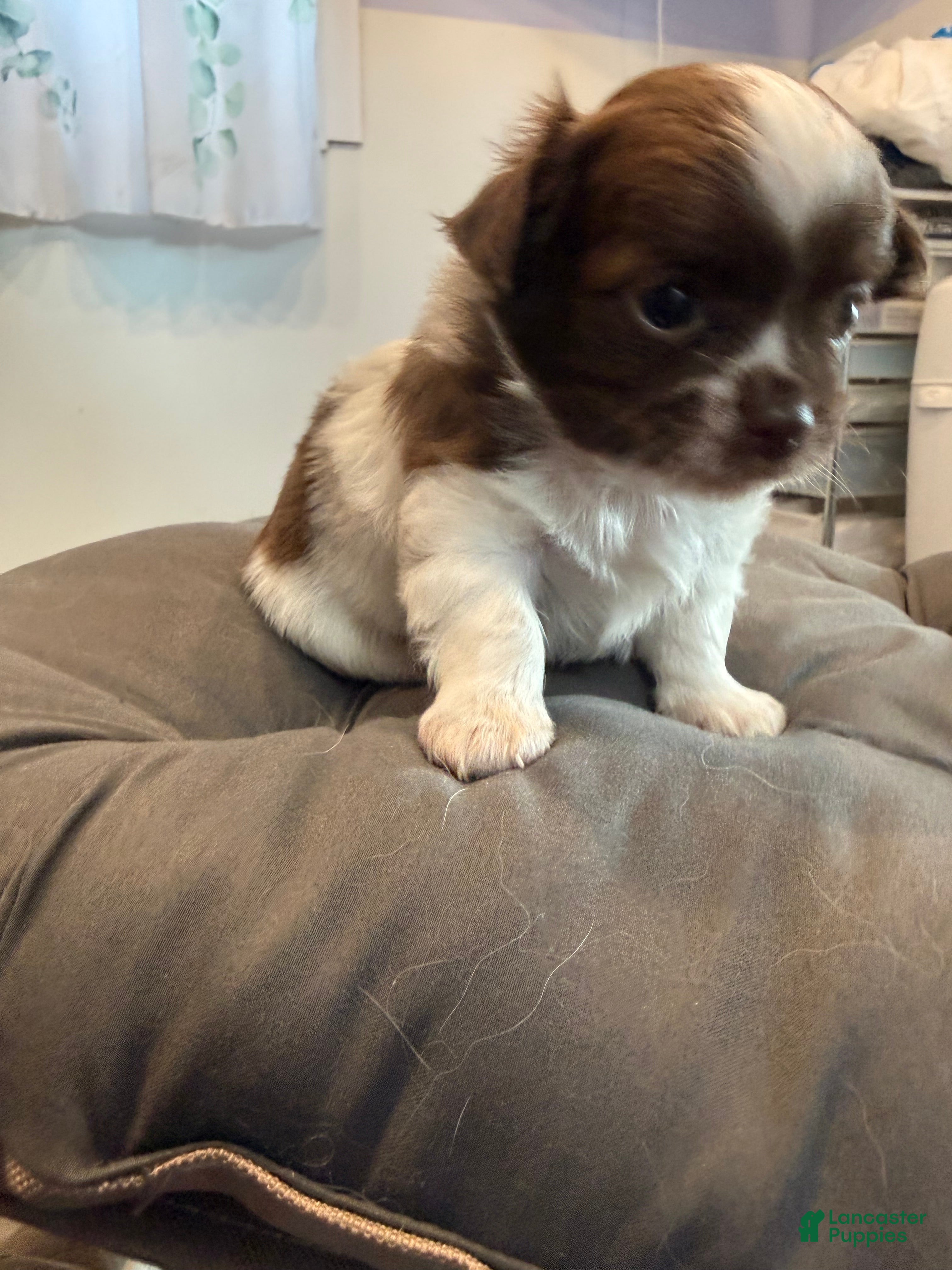 Chihuahua dogs Ragnar - Ad 1