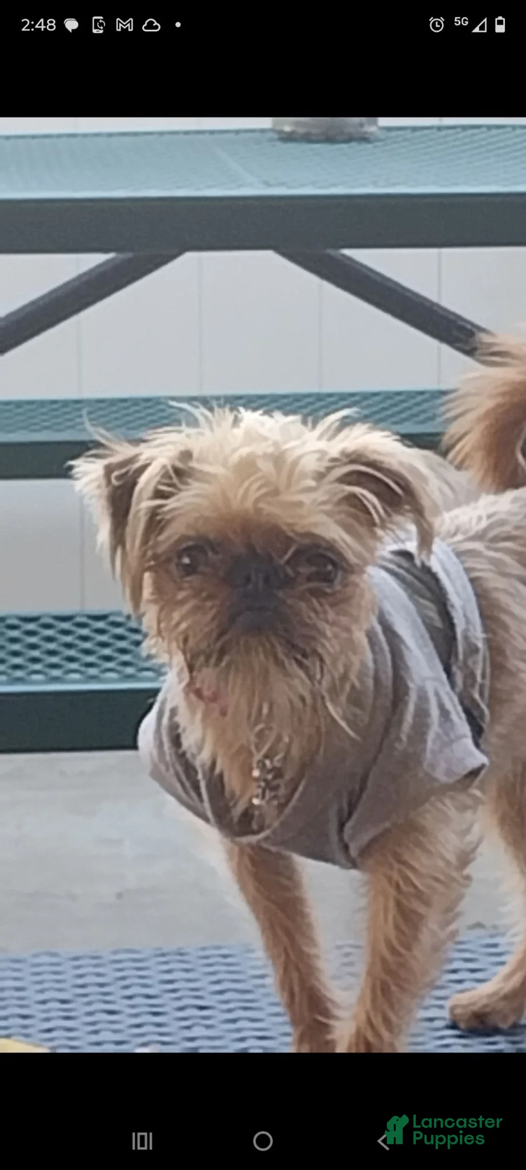 Brussels Griffon dogs for sale: Brussels Griffon 4 - Ad 2