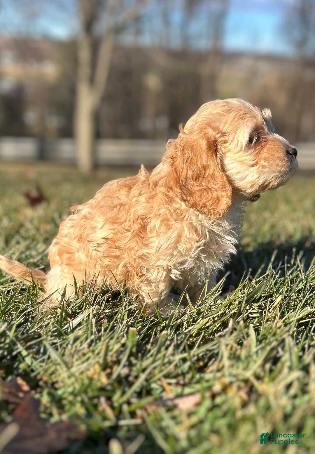Cockapoo dogs for sale: Viola - Ad 2