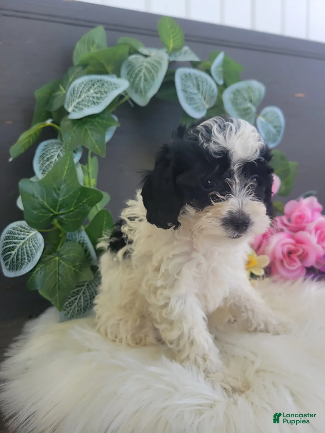 Bichpoo dogs for sale: Miss Patty - Ad 2