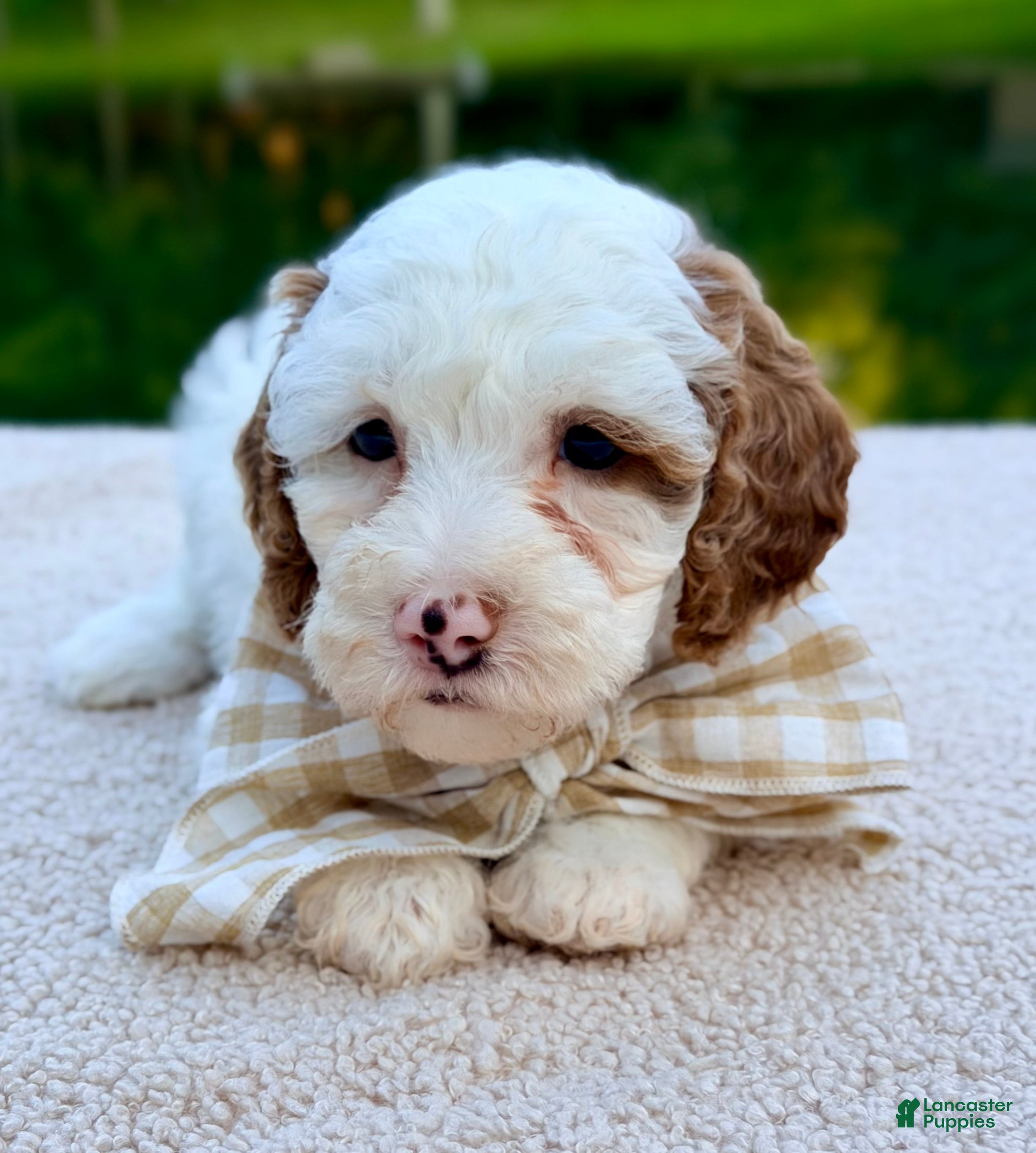 Mini Goldendoodle dogs Marshmallow-petite  - Ad 2