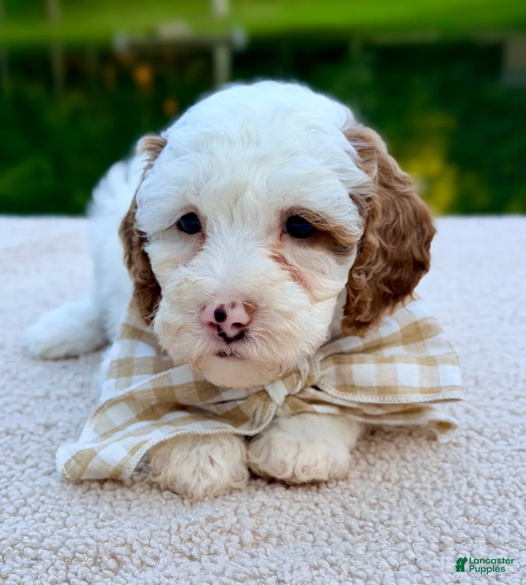 Mini Goldendoodle dogs for sale: Marshmallow-petite  - Ad 2