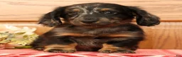 Miniature Dachshund dogs for sale: Tinker - Ad 2