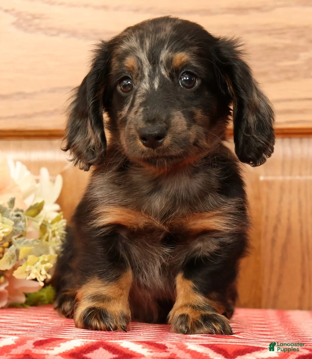 Miniature Dachshund dogs for sale: Tinker - Ad 2
