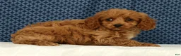 Cockapoo dogs for sale: Milo - Ad 3