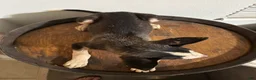 Pitsky dogs for sale: Pitsky 3 - Ad 3