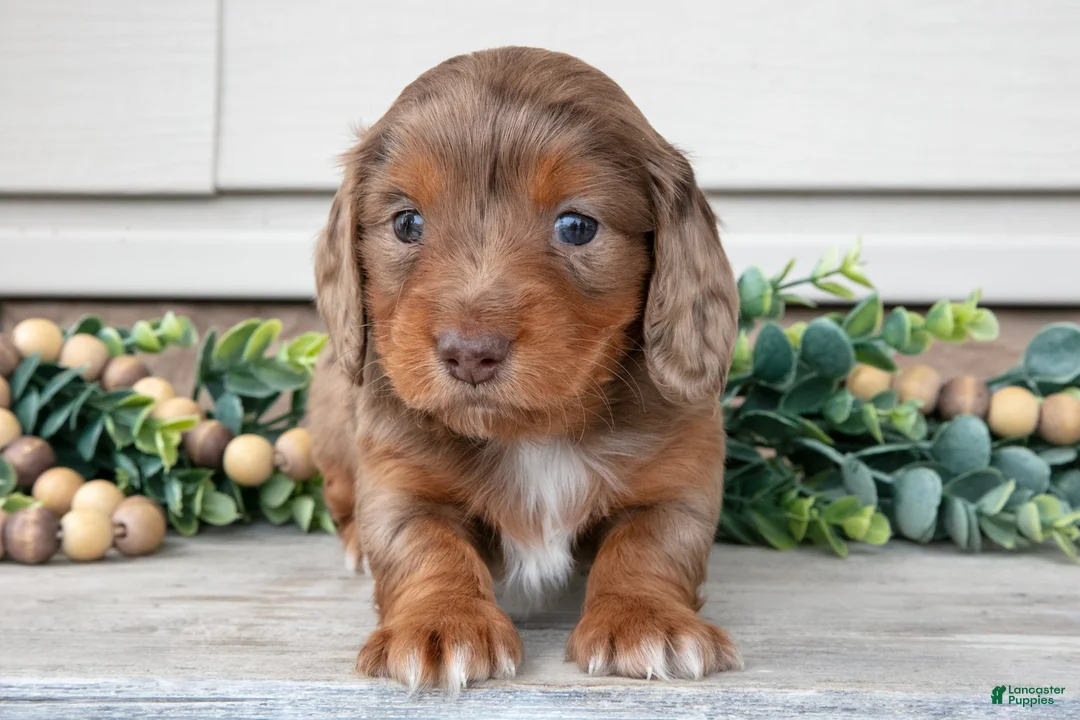 Miniature Dachshund dogs for sale: Lyla - Ad 3