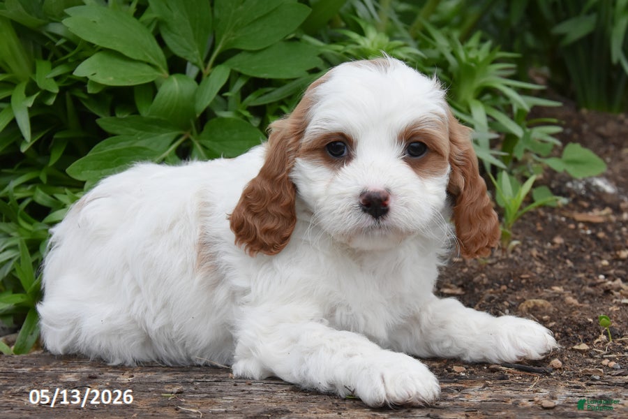 Cavapoo dogs Reba - Ad 2