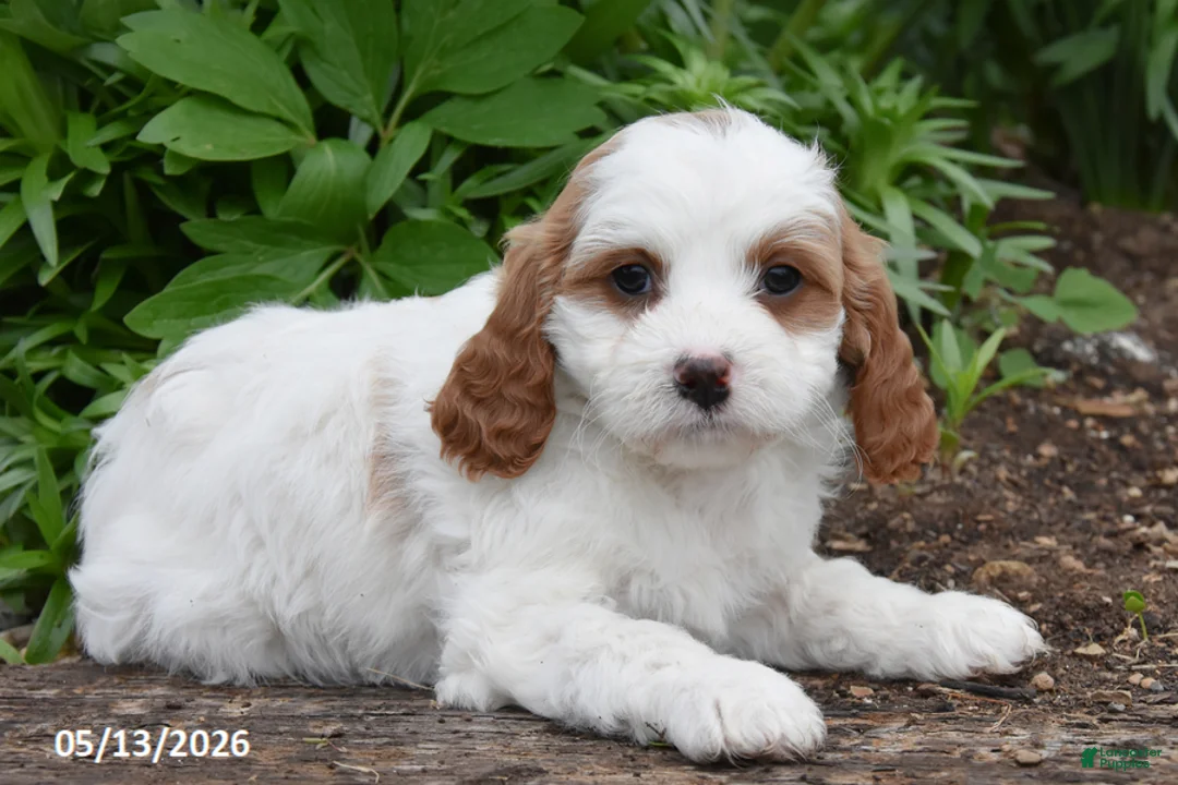 Cavapoo dogs for sale: Reba - Ad 2