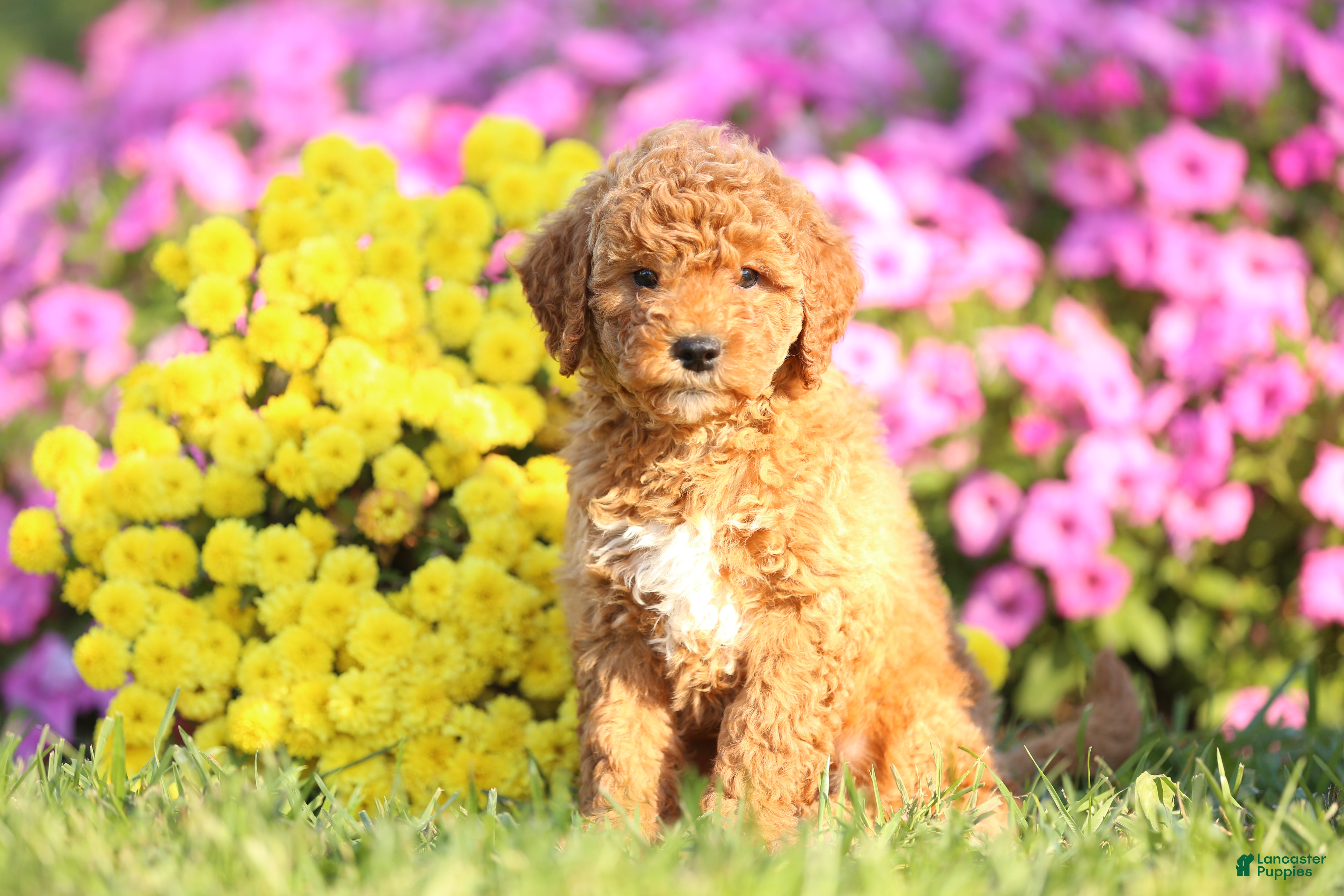 Mini Goldendoodle dogs for sale: Arlo - Ad 18