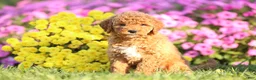 Mini Goldendoodle dogs for sale: Arlo - Ad 1
