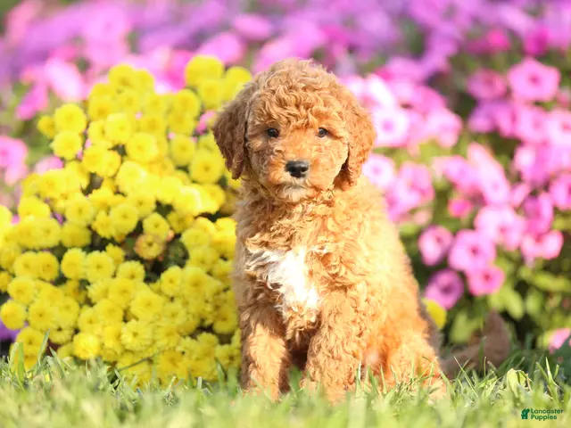 Mini Goldendoodle dogs for sale: Arlo - Ad 18