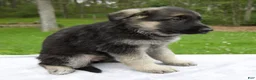 German Shepherd dogs for sale: Lily - Ad 3