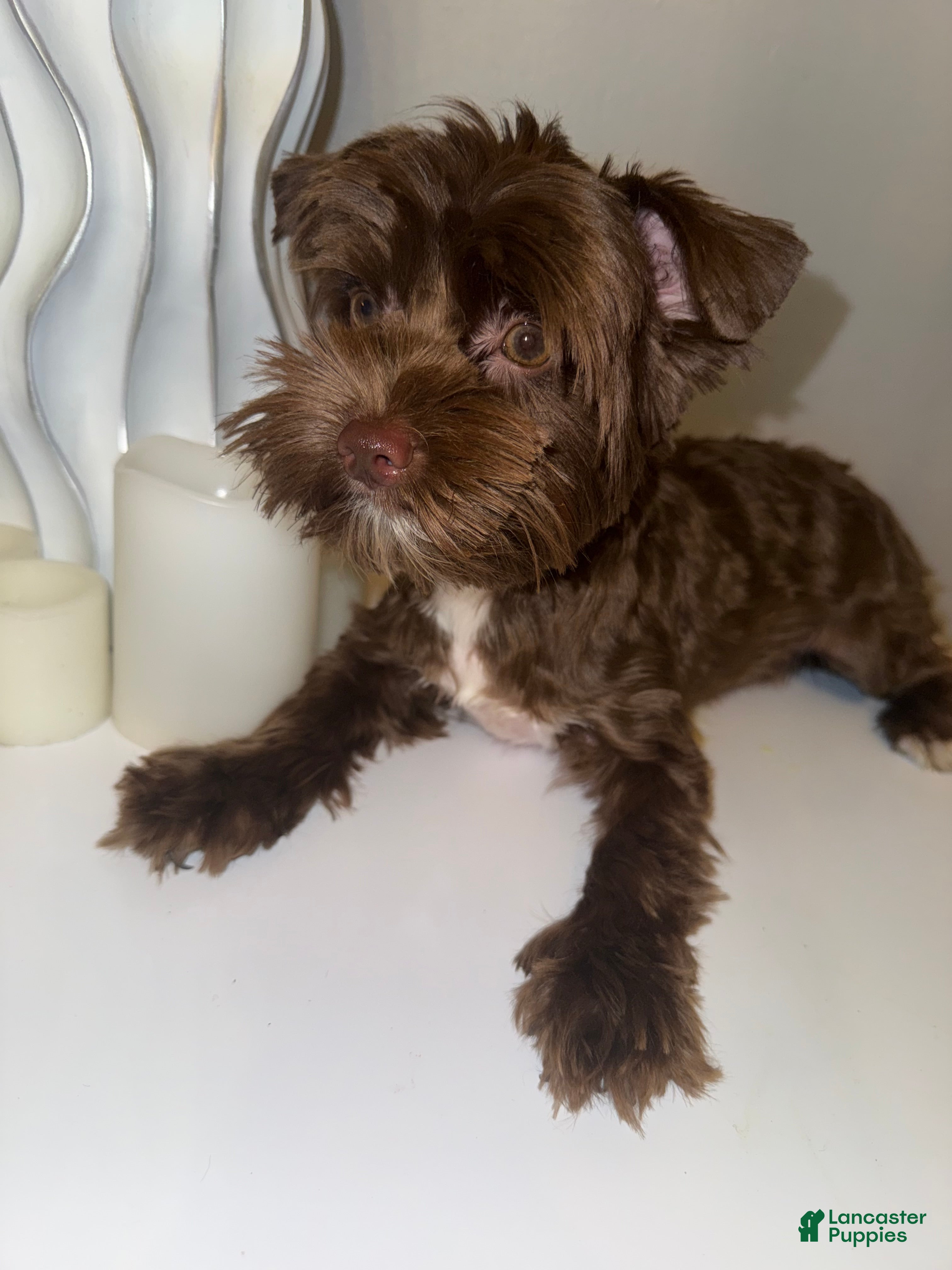Yorkshire Terrier dogs for sale: Chico - Ad 4
