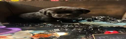 Cane Corso dogs for sale: Cane Corso 11 - Ad 3