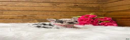 French Bulldog dogs for sale: Elsa - Ad 2