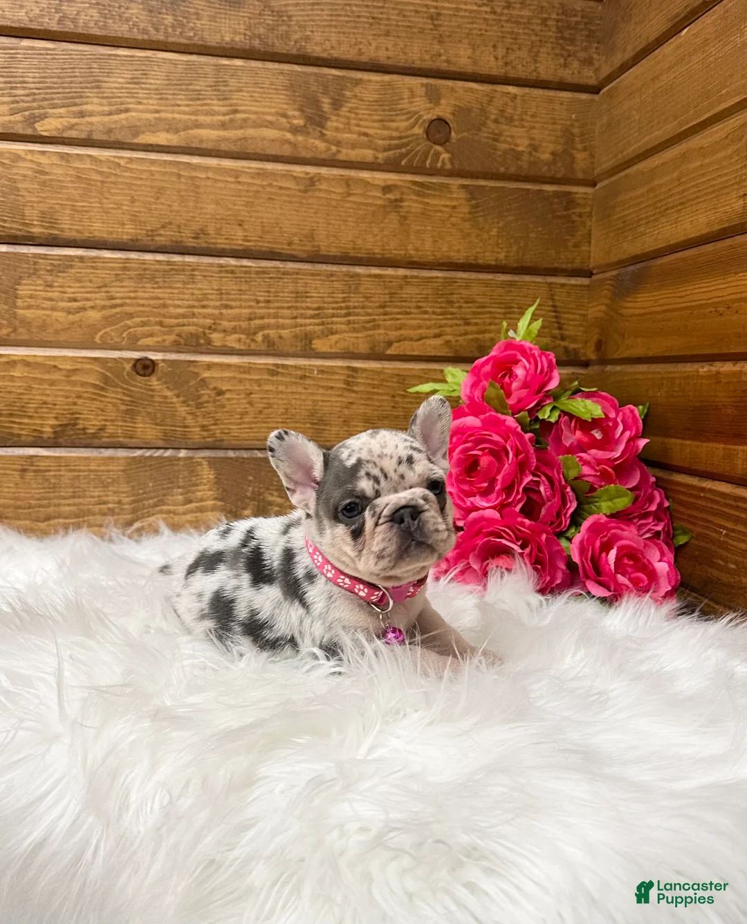 French Bulldog dogs for sale: Elsa - Ad 2