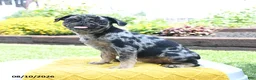 Pug dogs for sale: Belle - Ad 3