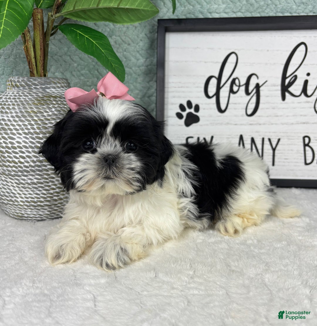 Shih Tzu dogs for sale: Sydney  - Ad 4