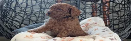 Toy Poodle dogs for sale: Willie - Ad 9