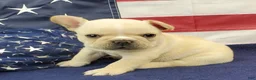French Bulldog dogs for sale: Keoki - Ad 2