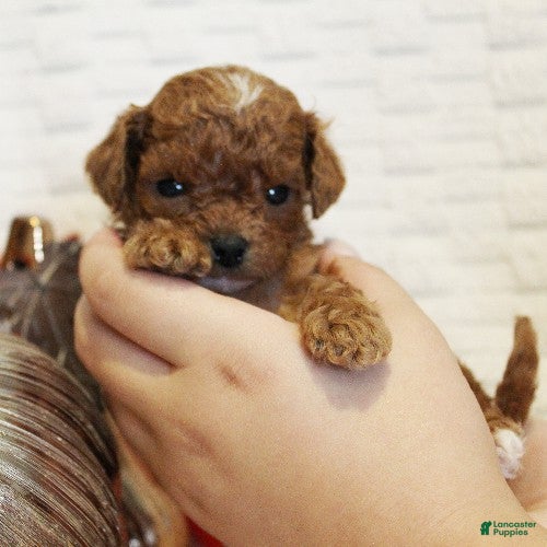 Cavapoo dogs for sale: Pecan - Ad 1