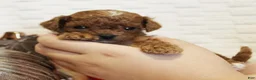 Cavapoo dogs for sale: Pecan - Ad 1