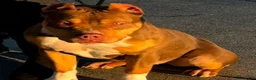 American Bully dogs for sale: Female 1 – Mocha (Chocolate Tri) - Ad 11