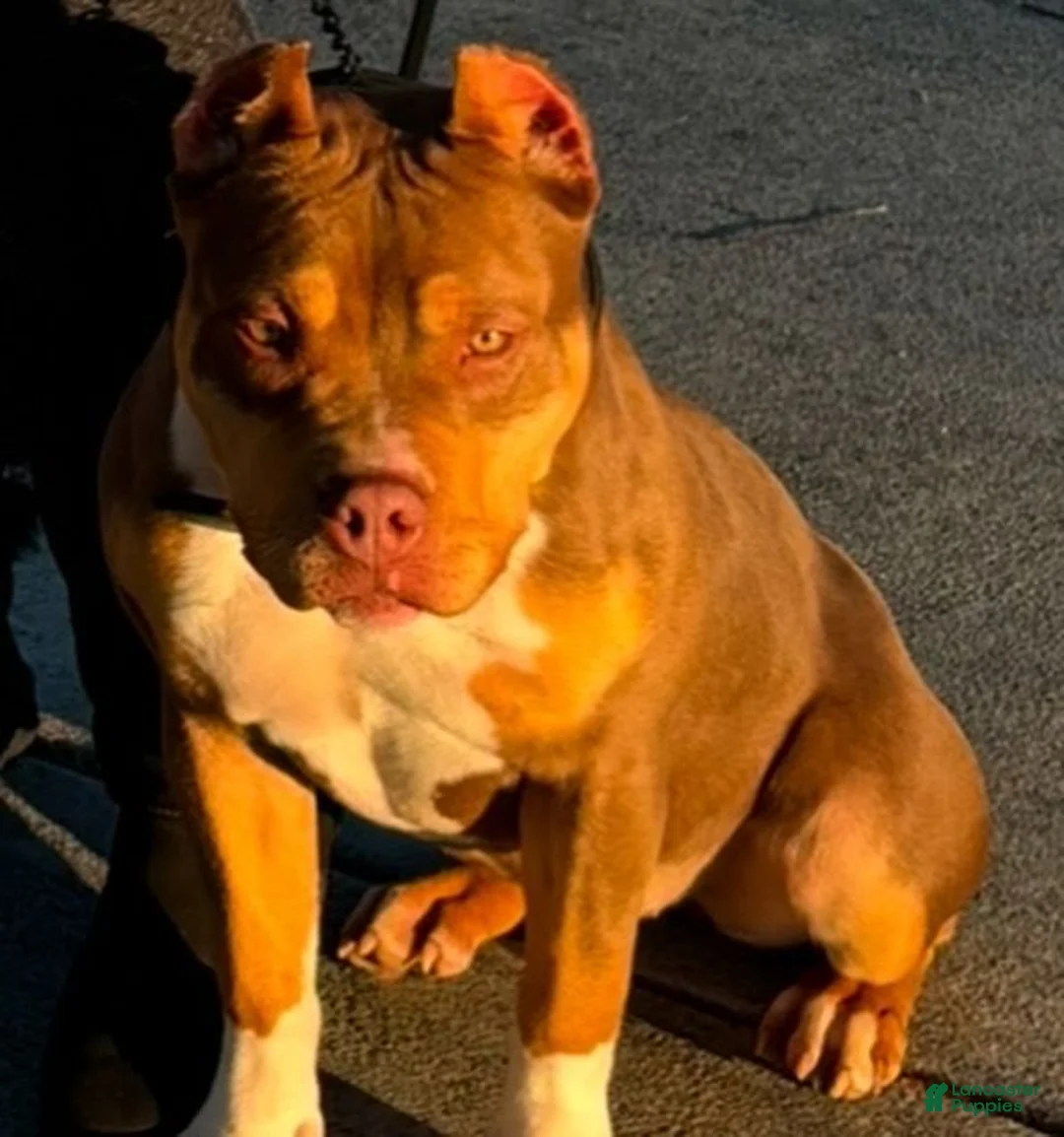 American Bully dogs for sale: Female 1 – Mocha (Chocolate Tri) - Ad 11