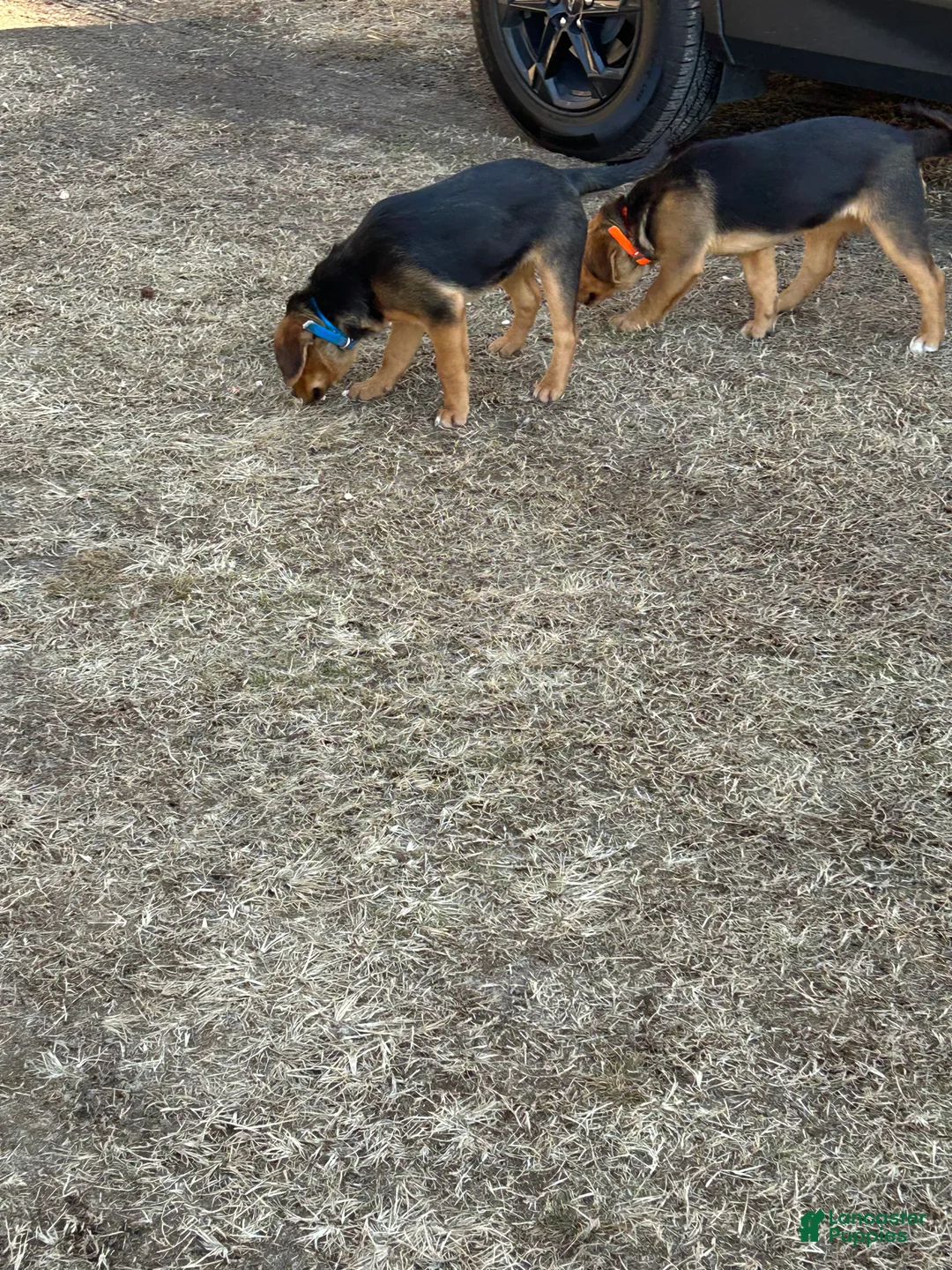 Mixed Breed dogs for sale: Mixed Breed Puppy 2 - Ad 8