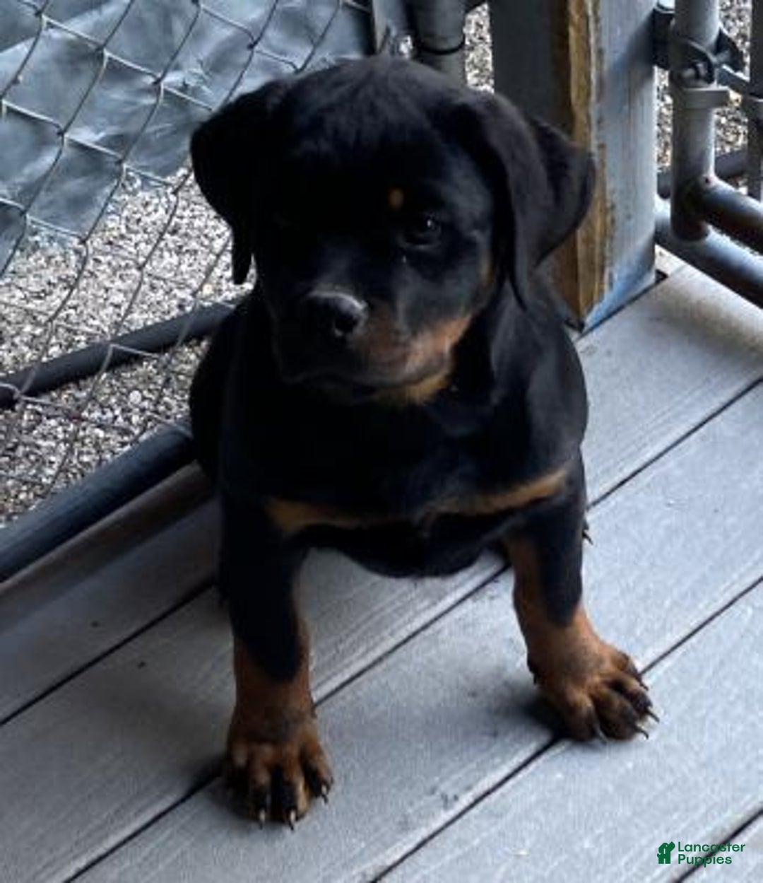 Rottweiler dogs for sale: Rottweiler Puppy 6 - Ad 2
