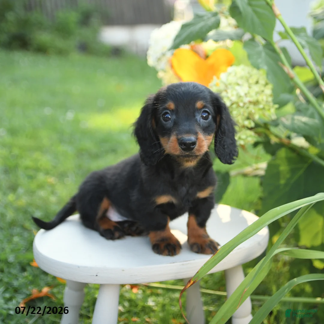 Miniature Dachshund dogs for sale: Freddie - Ad 3