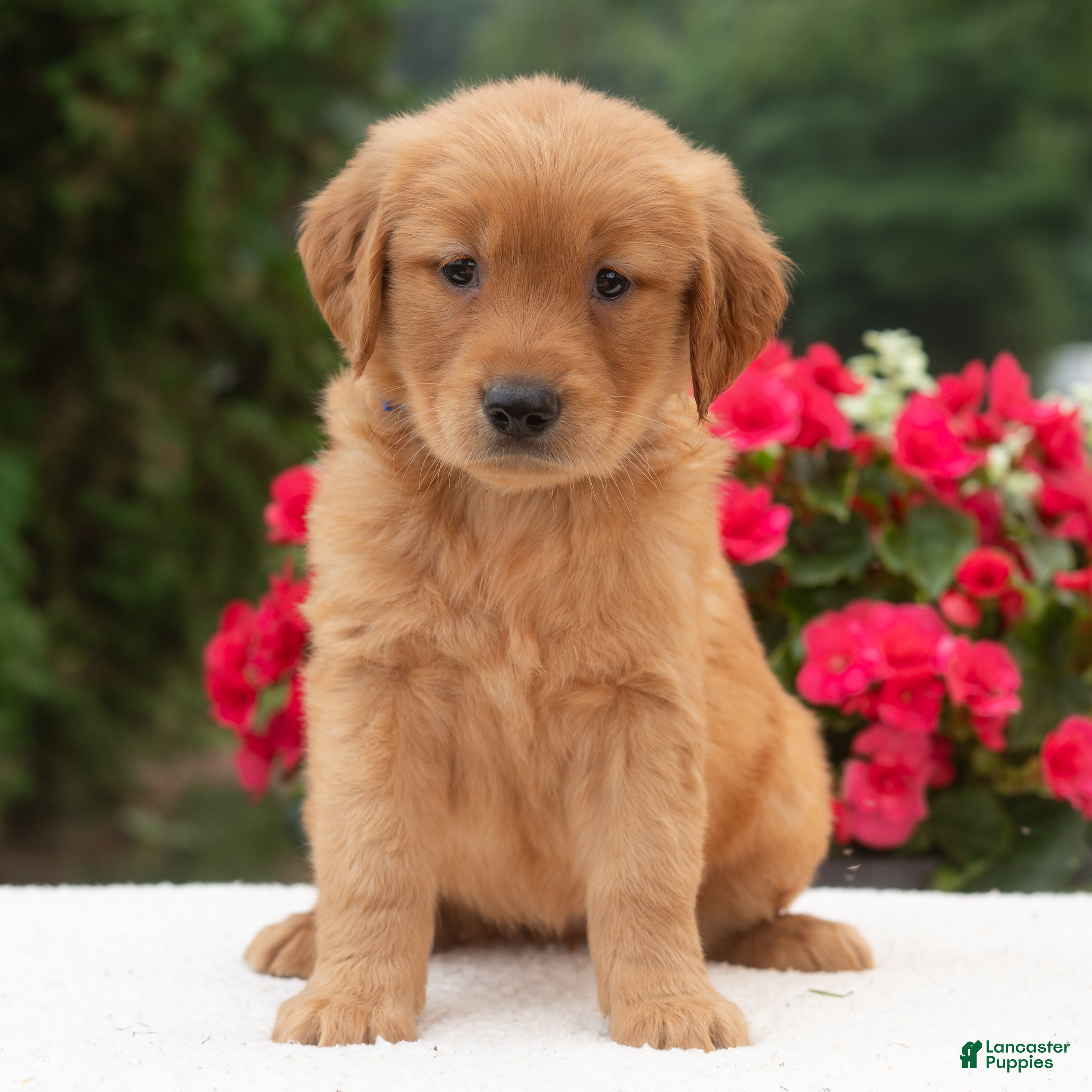 Golden Retriever dogs Karly  - Ad 2