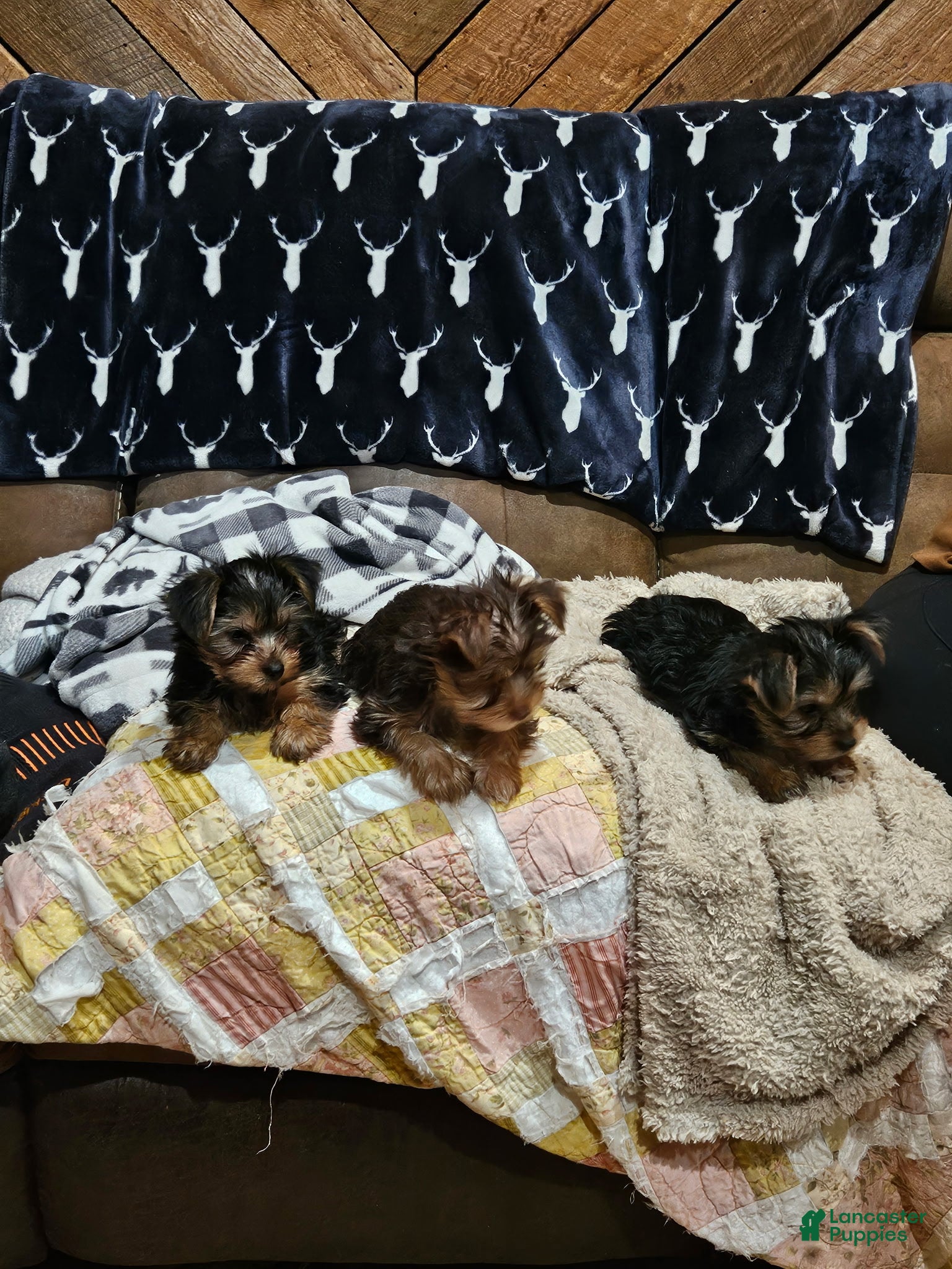 Yorkshire Terrier dogs Jazzy - Ad 2