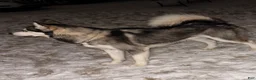 Alaskan Malamute dogs for sale: Alaskan Malamute 1 - Ad 5