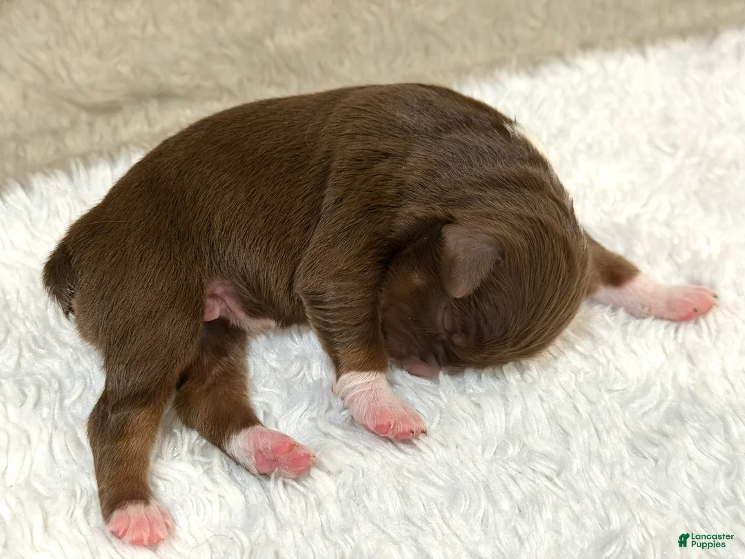 Miniature Australian Shepherd dogs for sale: Betsy Ross - Ad 1