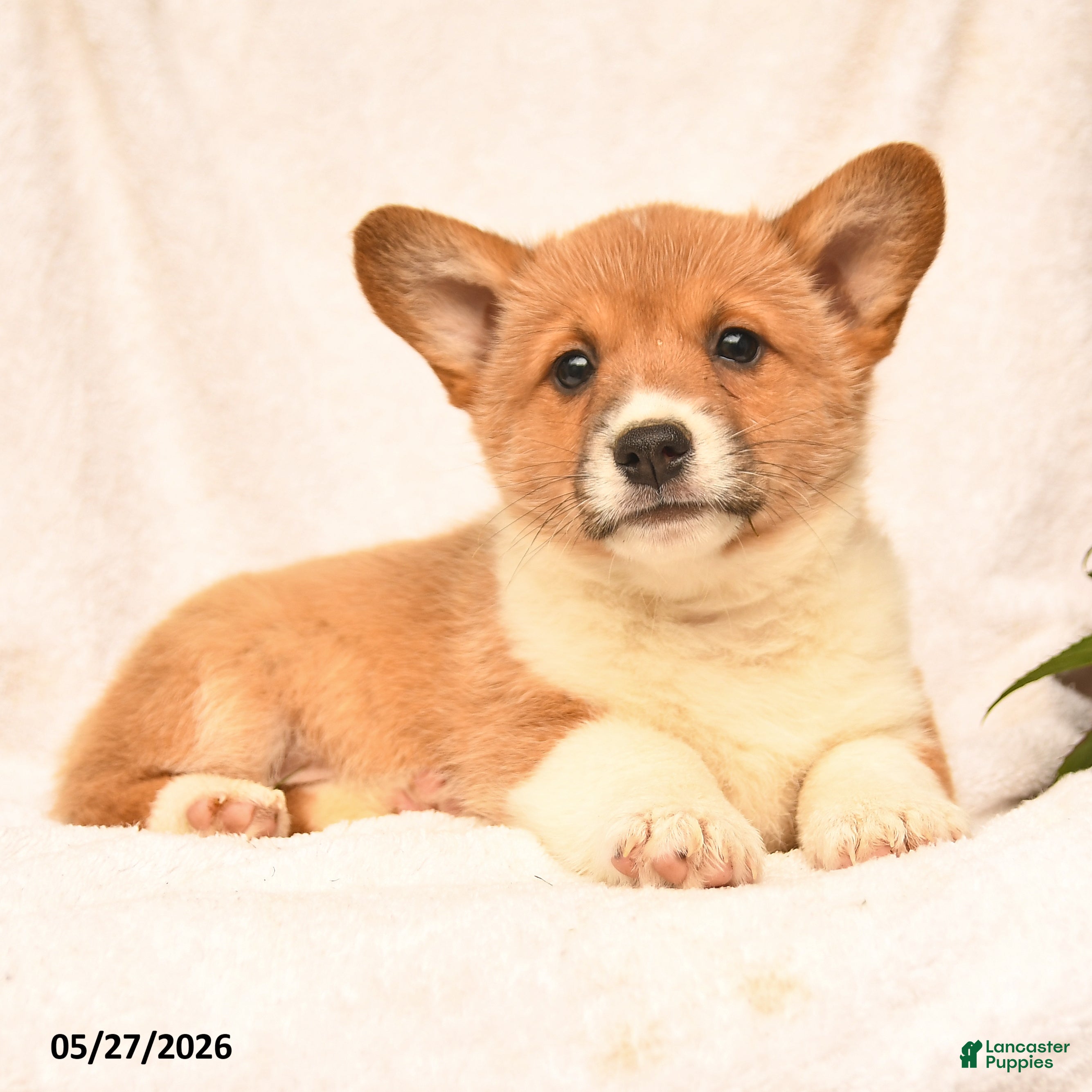 Welsh Corgi Pembroke dogs Robin - Ad 2