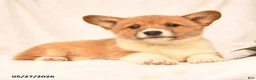 Welsh Corgi Pembroke dogs for sale: Robin - Ad 2