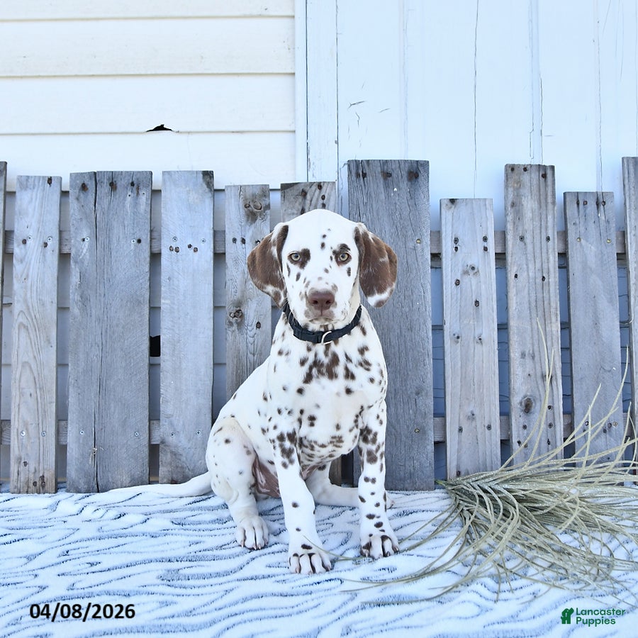 Dalmatian dogs Jett - Ad 1