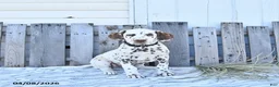 Dalmatian dogs for sale: Jett - Ad 2
