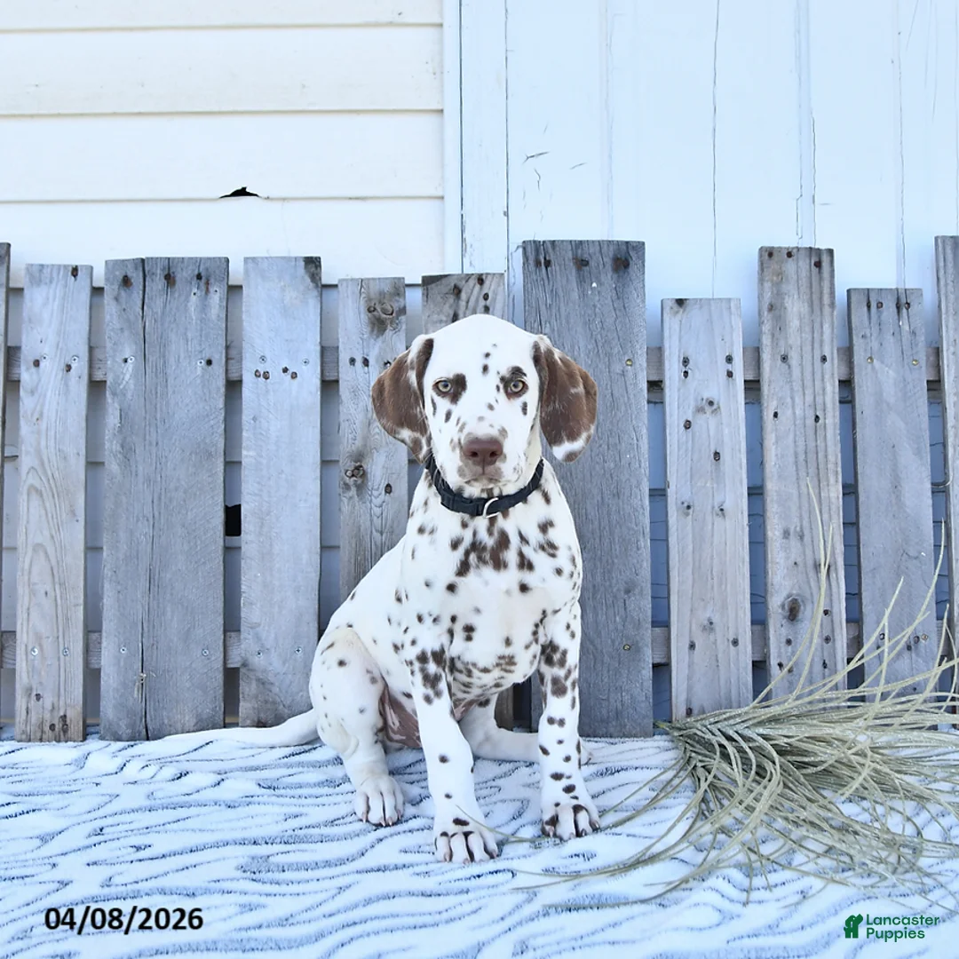 Dalmatian dogs for sale: Jett - Ad 2