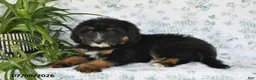 Mini Bernedoodle dogs for sale: Tara - Ad 1