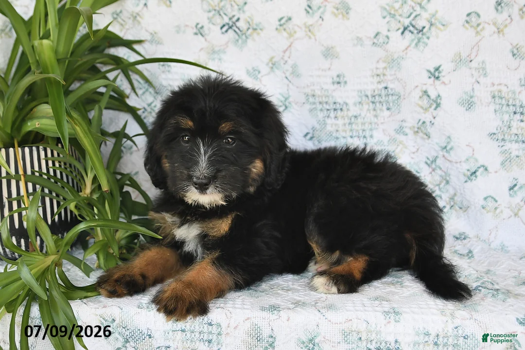 Mini Bernedoodle dogs for sale: Tara - Ad 1