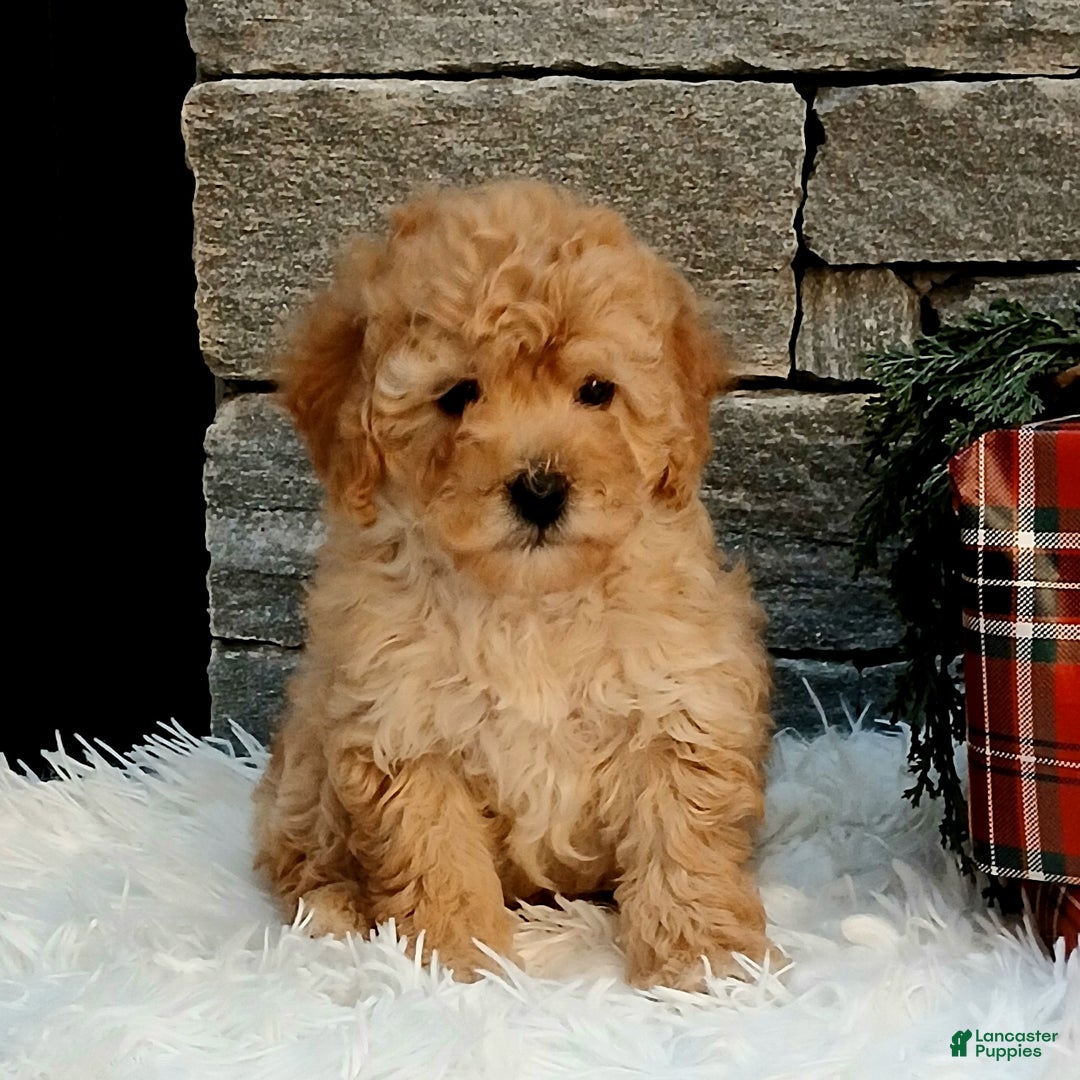 Miniature Poodle dogs for sale: Amber  - Ad 2
