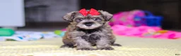 Miniature Schnauzer dogs for sale: Josie - Ad 4