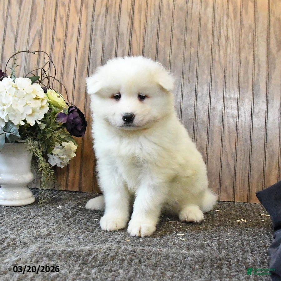 Samoyed dogs Sophie - Ad 1