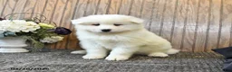 Samoyed dogs for sale: Sophie - Ad 1