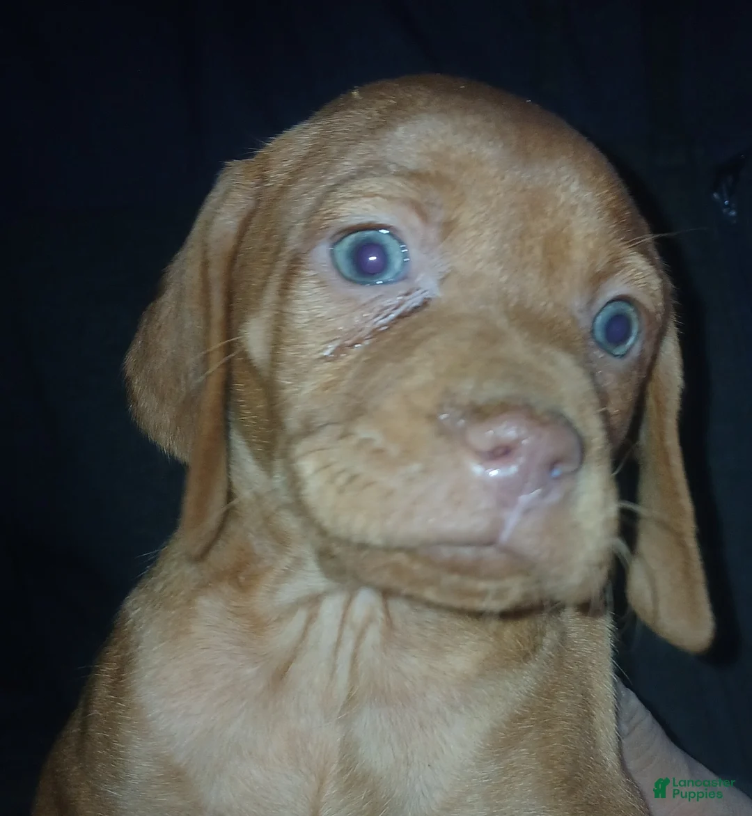 Vizsla dogs for sale: Vizsla Puppy 4 - Ad 1
