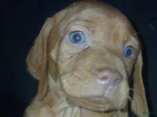 Vizsla dogs Vizsla Puppy 4 - Ad 19